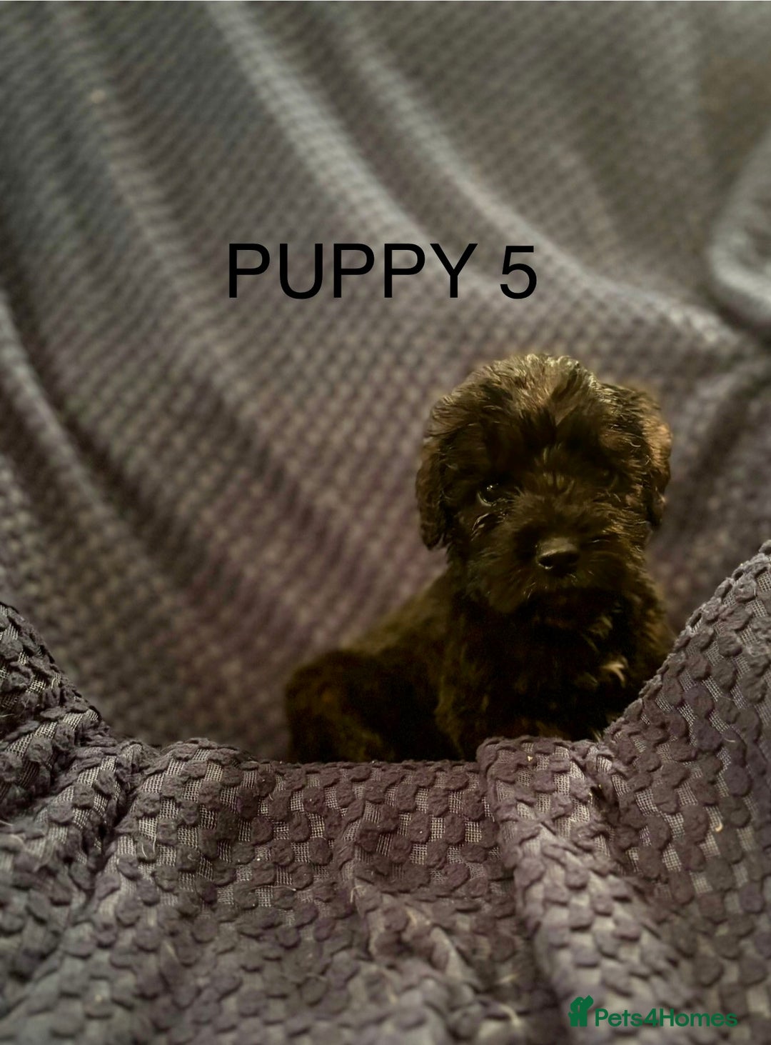 Mixed Breed dogs for sale: 5 X Rare BLUE CockerBlue’s  - Image 5