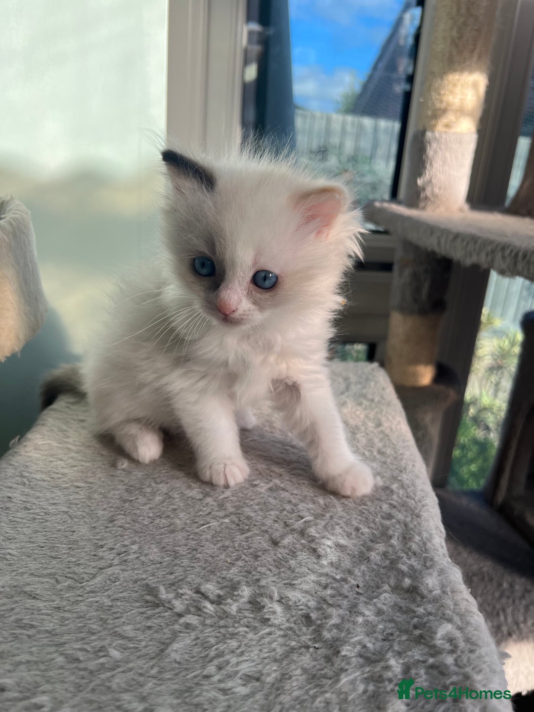 Ragdoll cats for sale: Blue Tortie Lynx kittens pure ragdolls - Advert 11