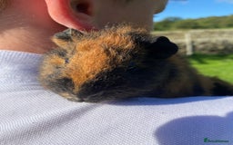 Guinea Pig rodents for sale: 2 girls & 1 boy Gorgeous Guinea Pigs  - Image 2