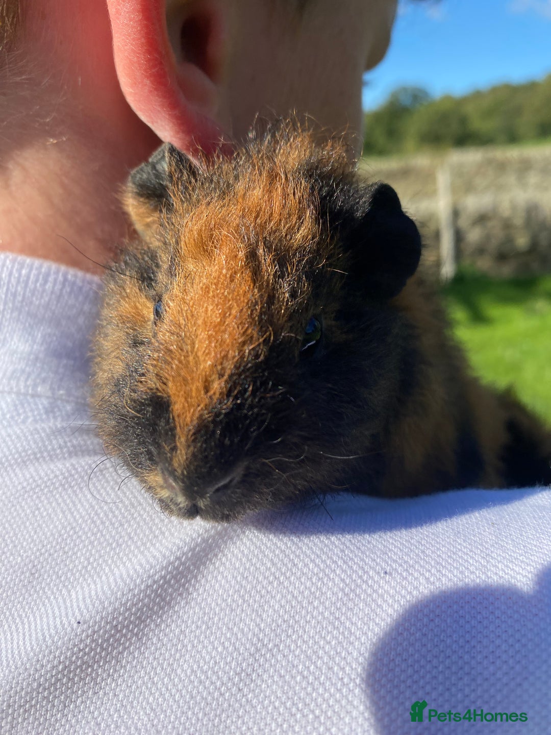 Guinea Pig rodents for sale: 2 girls & 1 boy Gorgeous Guinea Pigs  - Image 2