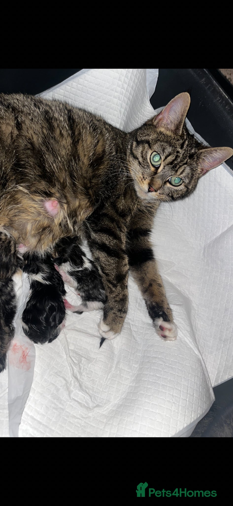 Mixed Breed cats 3 gorgeous male kittens  - Advert 2