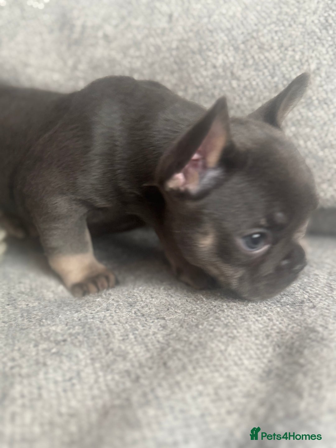 French Bulldog dogs for sale: French Bulldog Puppies - Advert 8