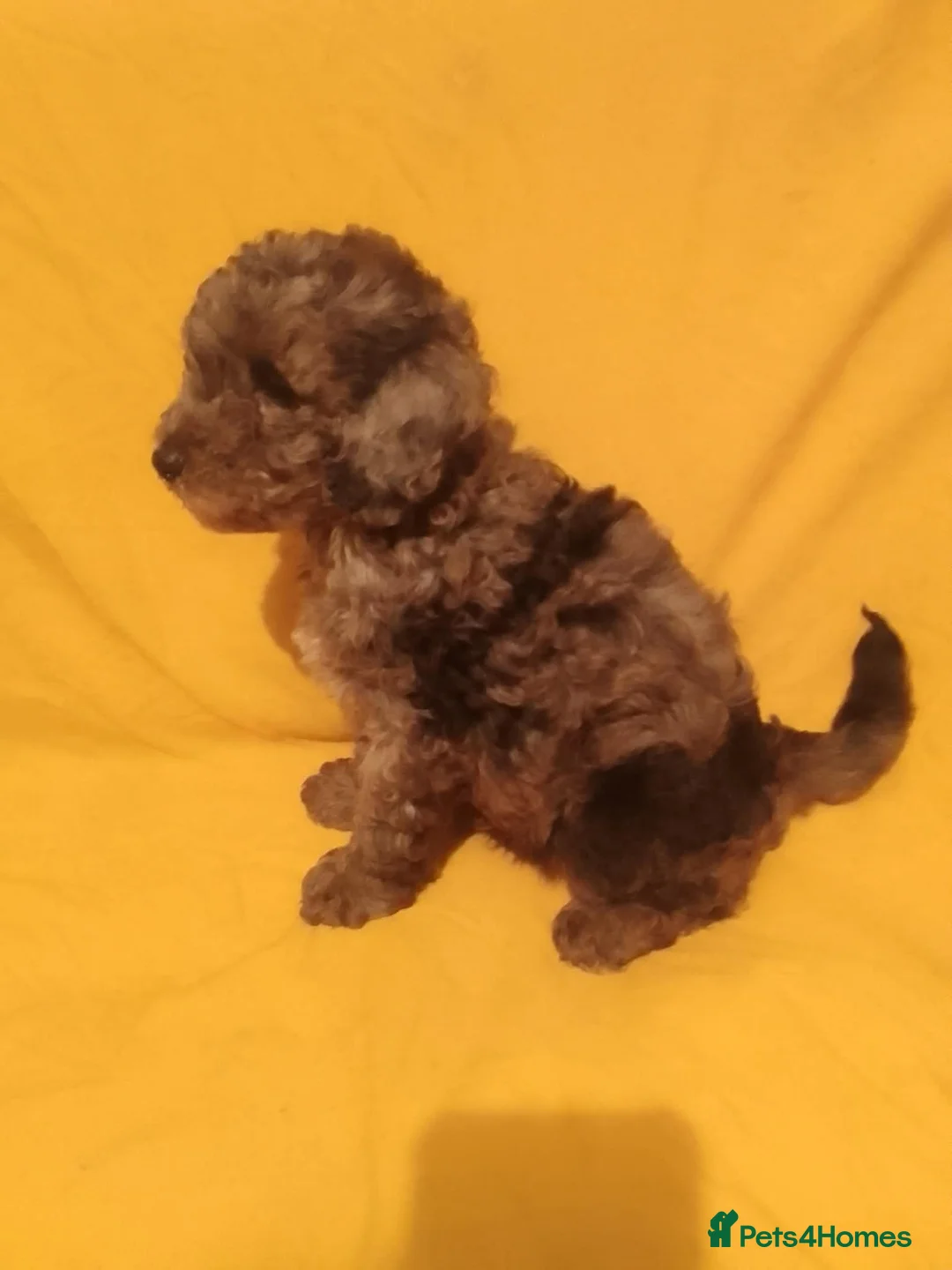 Cockapoo dogs for sale: Cockerpoos for sale - Advert 2