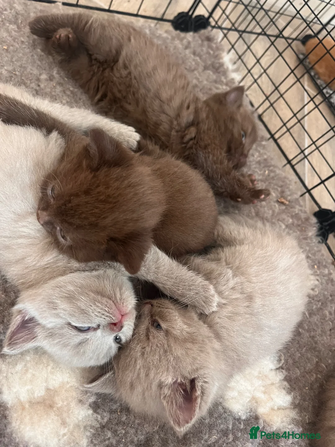British Shorthair cats for sale: choc & lilac kittens  - Advert 5