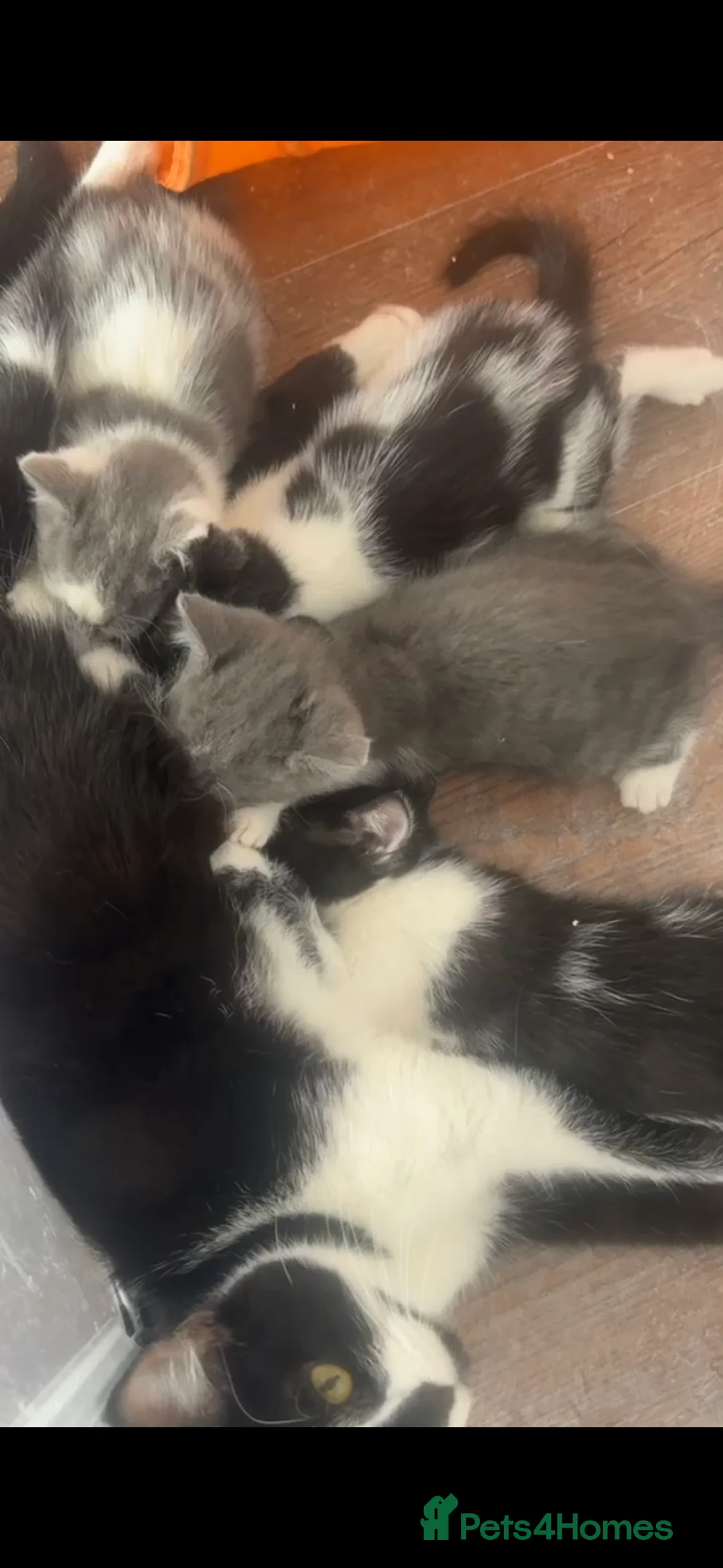 Mixed Breed cats for sale: X2 black and white male kittens in Mexborough - Advert 2