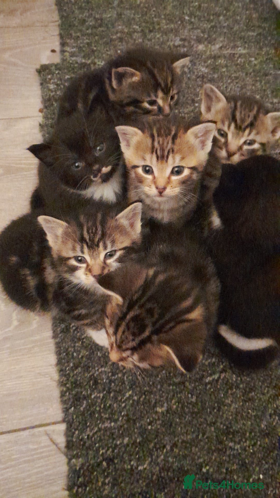 Mixed Breed cats for sale: Playful & cuddly Tabby-Bengal-Mix Kittens £200 - Image 26