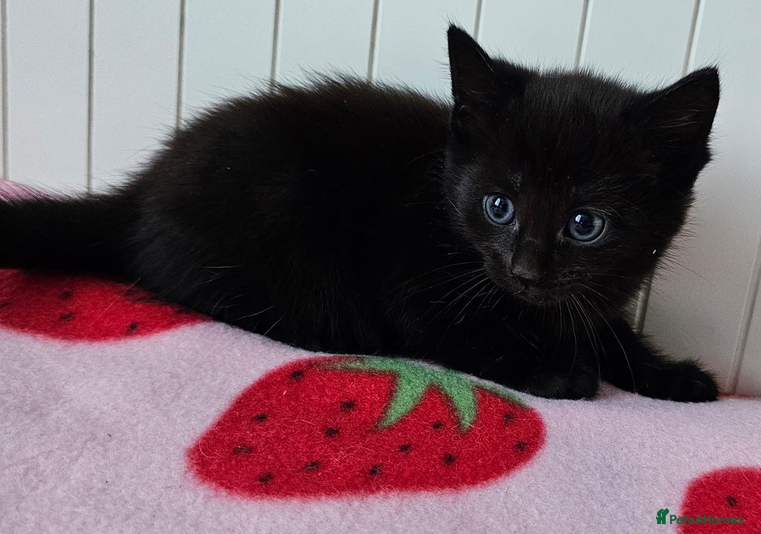 Mixed Breed cats for sale: Two beautiful litters of kittens😻🐱😹 - Image 9