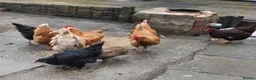 Chickens poultry for sale: Rooster and 6 hens for sale - Advert 2