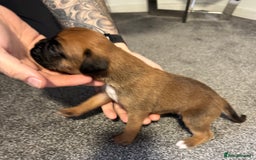 Boxer dogs for sale: KC Registered Boxer Puppies - Image 10