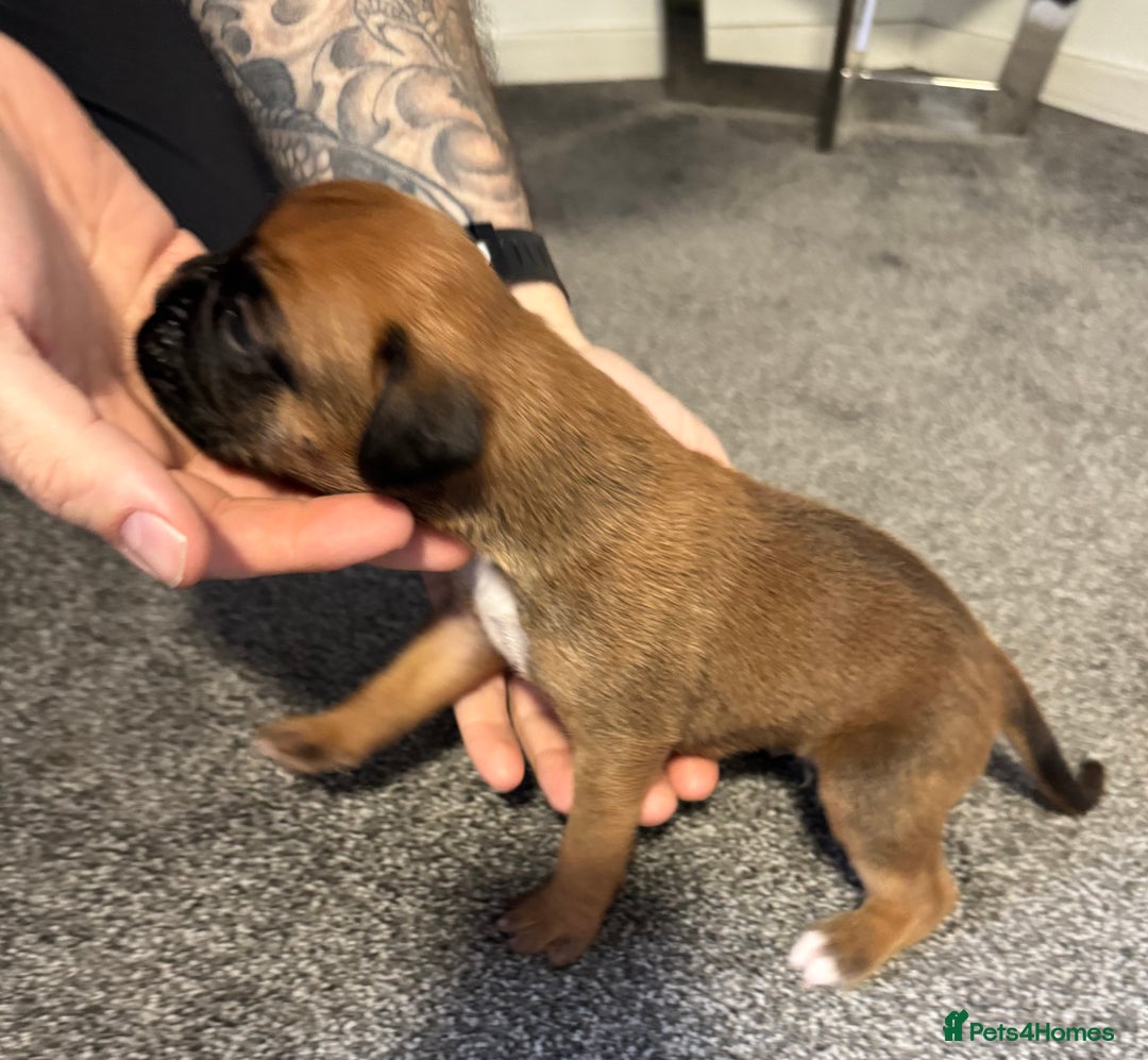 Boxer dogs for sale: KC Registered Boxer Puppies - Image 10