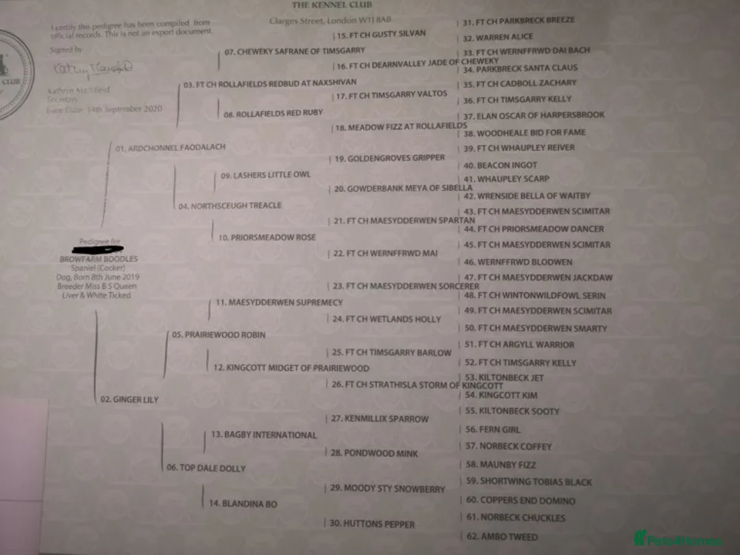 Cocker Spaniel dogs for stud: KC  health tested working cocker spaniel at stud in Malton - Advert 13