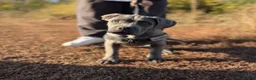 Cane Corso dogs for sale: Gorgeous 4 months old cane corso girl for sale - Advert 1