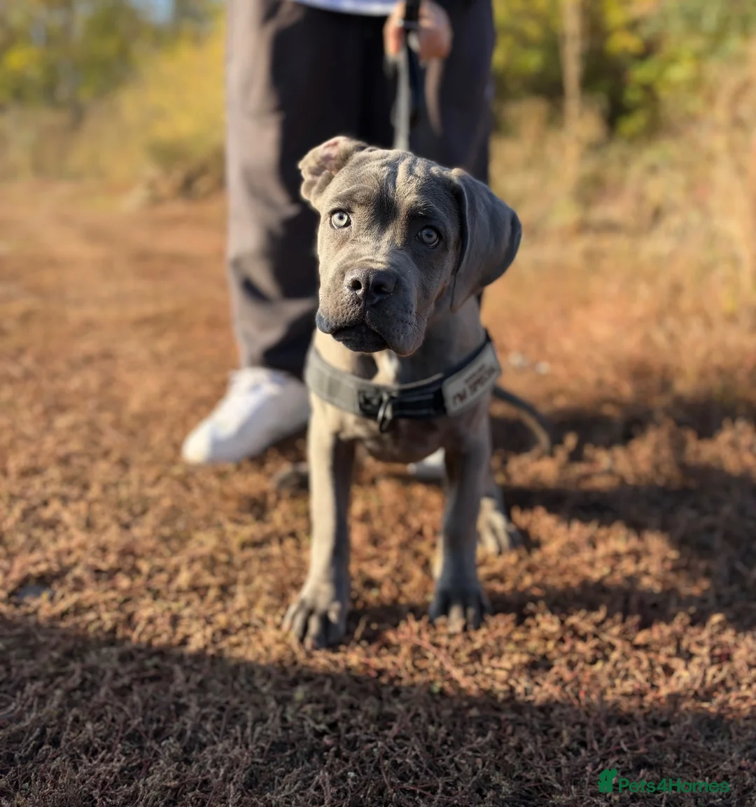 Cane Corso dogs for sale: Gorgeous 4 months old cane corso girl for sale - Advert 1