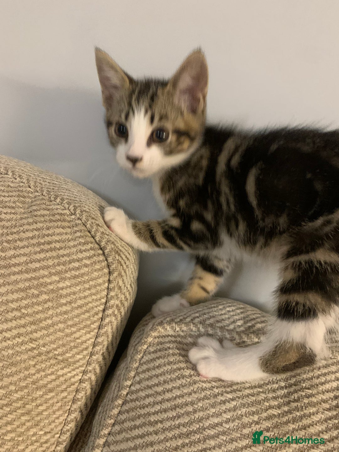 Mixed Breed cats for sale: Fluffy,bengal mixed,energetic kittens - Image 14