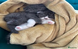 Scottish Fold cats for sale: For sale Scottish fold kitties  - Image 1