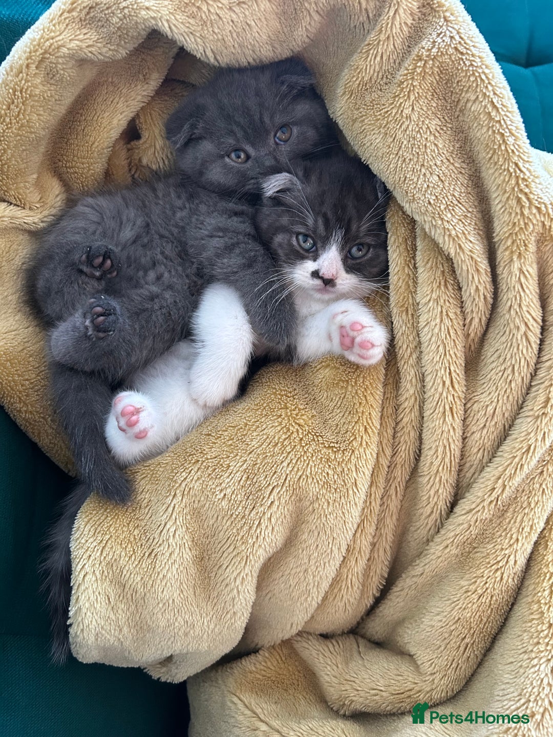 Scottish Fold cats for sale: For sale Scottish fold kitties  - Image 1