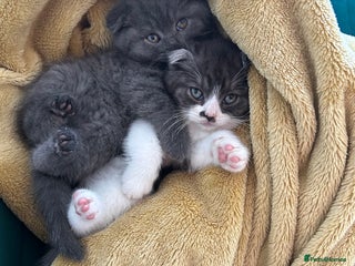 Scottish Fold cats - Advert 5