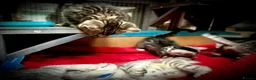 Bengal cats for sale: ✨ Bengal Kittens – Pet Homes (TICA Registerable) in Bournemouth - Advert 4