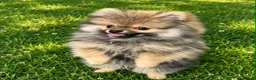 Pomeranian dogs for sale: 13 weeks Teddy bear face Pomeranian male puppies  - Advert 25