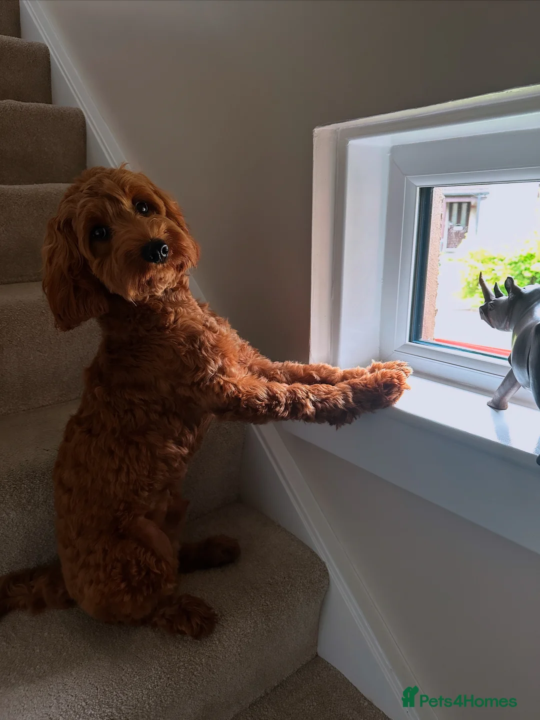 Cockapoo dogs for stud: STUD - DNA Tested Cockapoo (Poodle-Dominant) - Advert 23