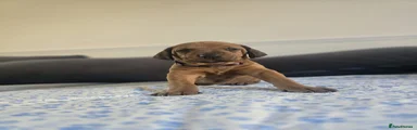 Mixed Breed 9
