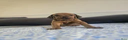Mixed Breed dogs for sale: Doberman mix  in Nottingham - Advert 5