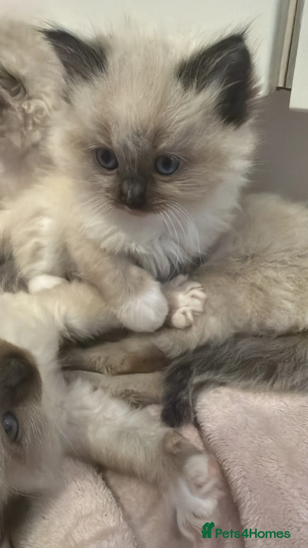 Ragdoll cats for sale: Ragdoll kittens - Advert 1
