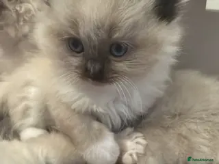 Ragdoll cats Ragdoll kittens - Advert 1