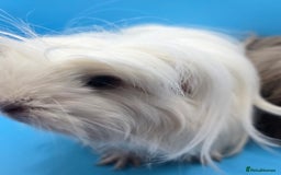 Guinea Pig rodents for sale: Sheltie/Coronet/Merino/Alpaca  GUINEA PIG "SOWS" - Image 4