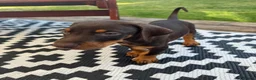 Dobermann dogs for sale: ❌ ready monday❌Health tested Dobermans not Kc reg  - Advert 15