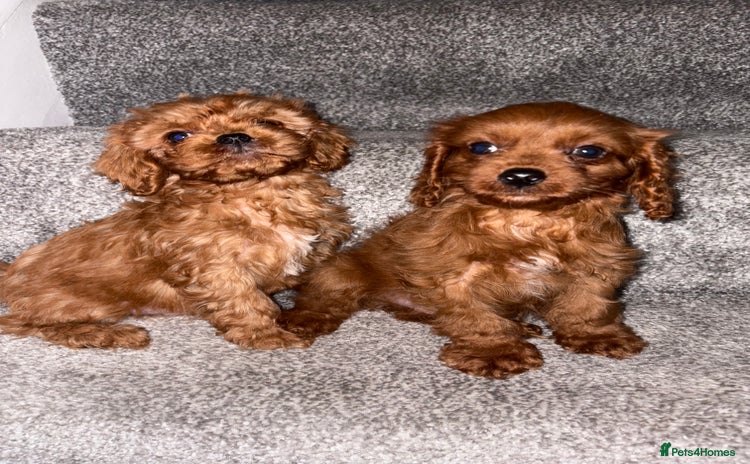 Cavapoo dogs in Dudley - Advert 3