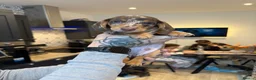 Dachshund dogs for sale: 🐾Beautiful Dachshund Puppies🐾 - Advert 13