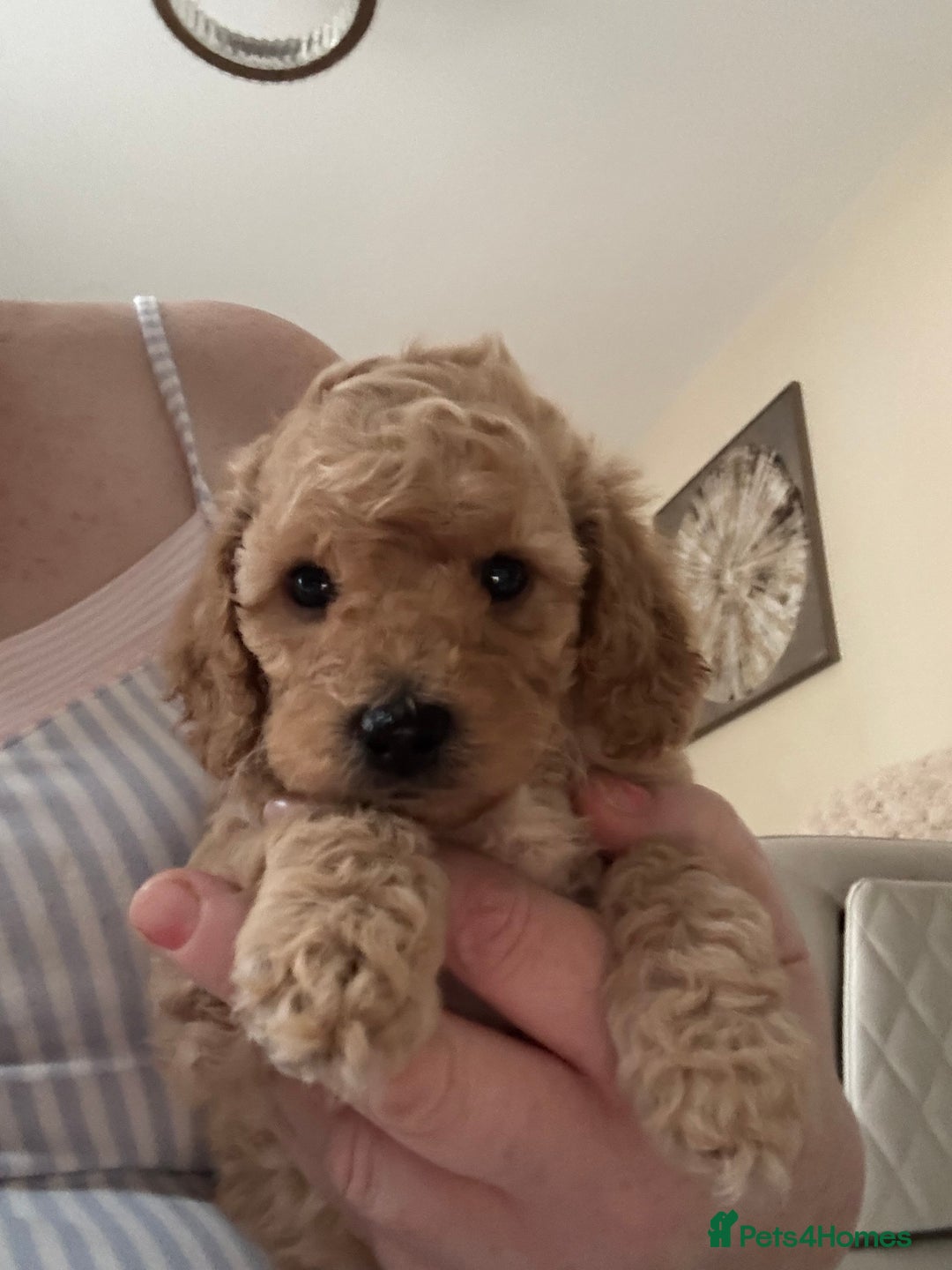 Cockapoo dogs for sale: stunning litter of cockapoo puppies  - Image 16