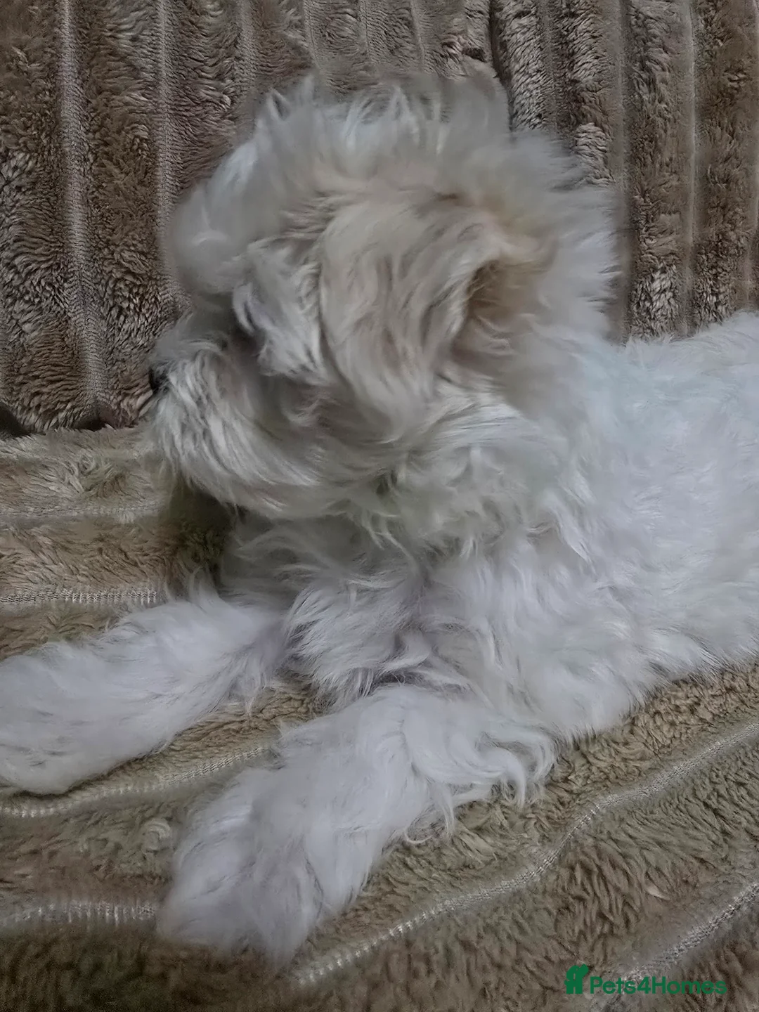 Maltese dogs for sale: Maltese puppy  boy - Advert 9