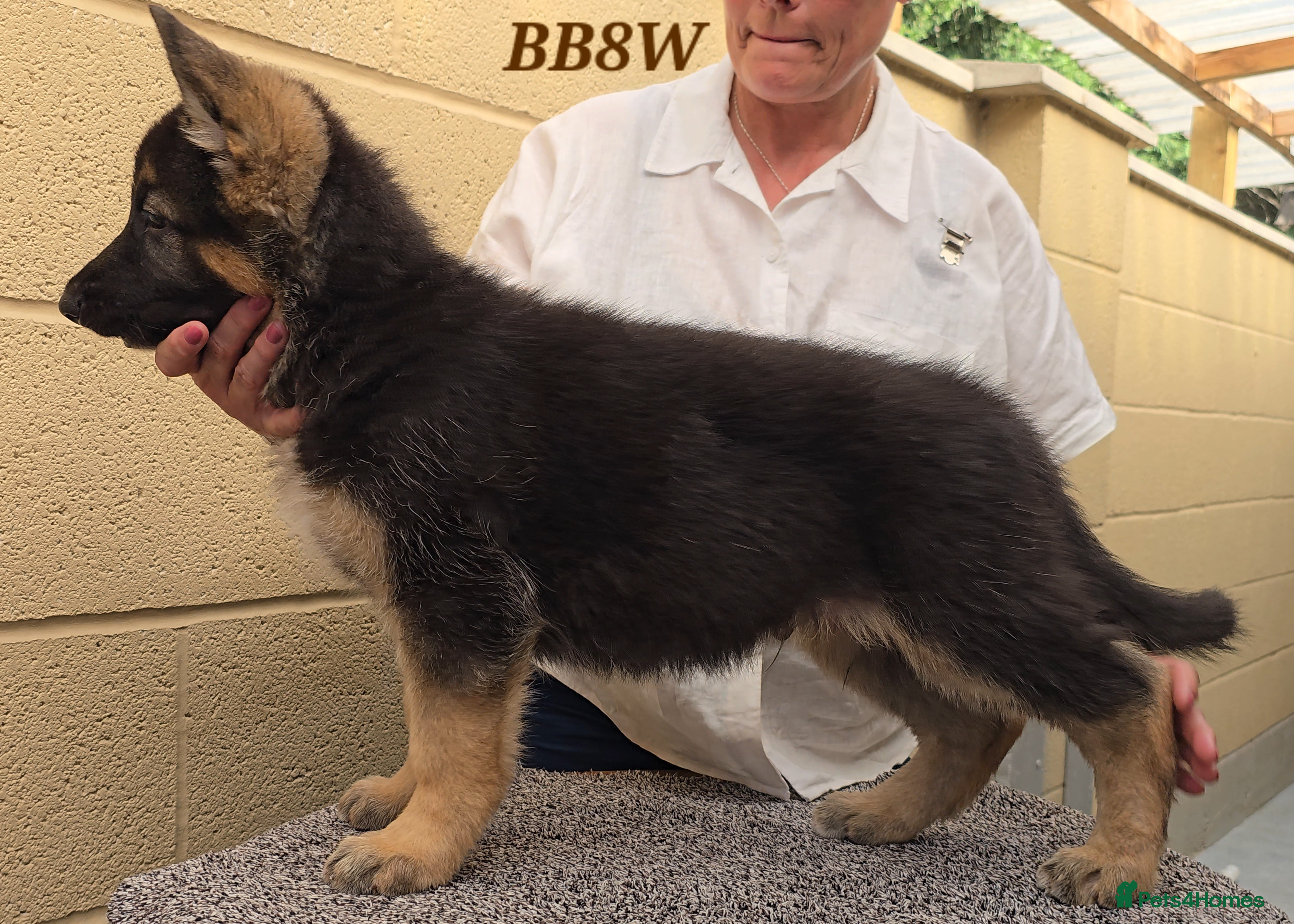 German Shepherd dogs Top Quality GSD (Alsatian) Pups For Sale - Advert 2