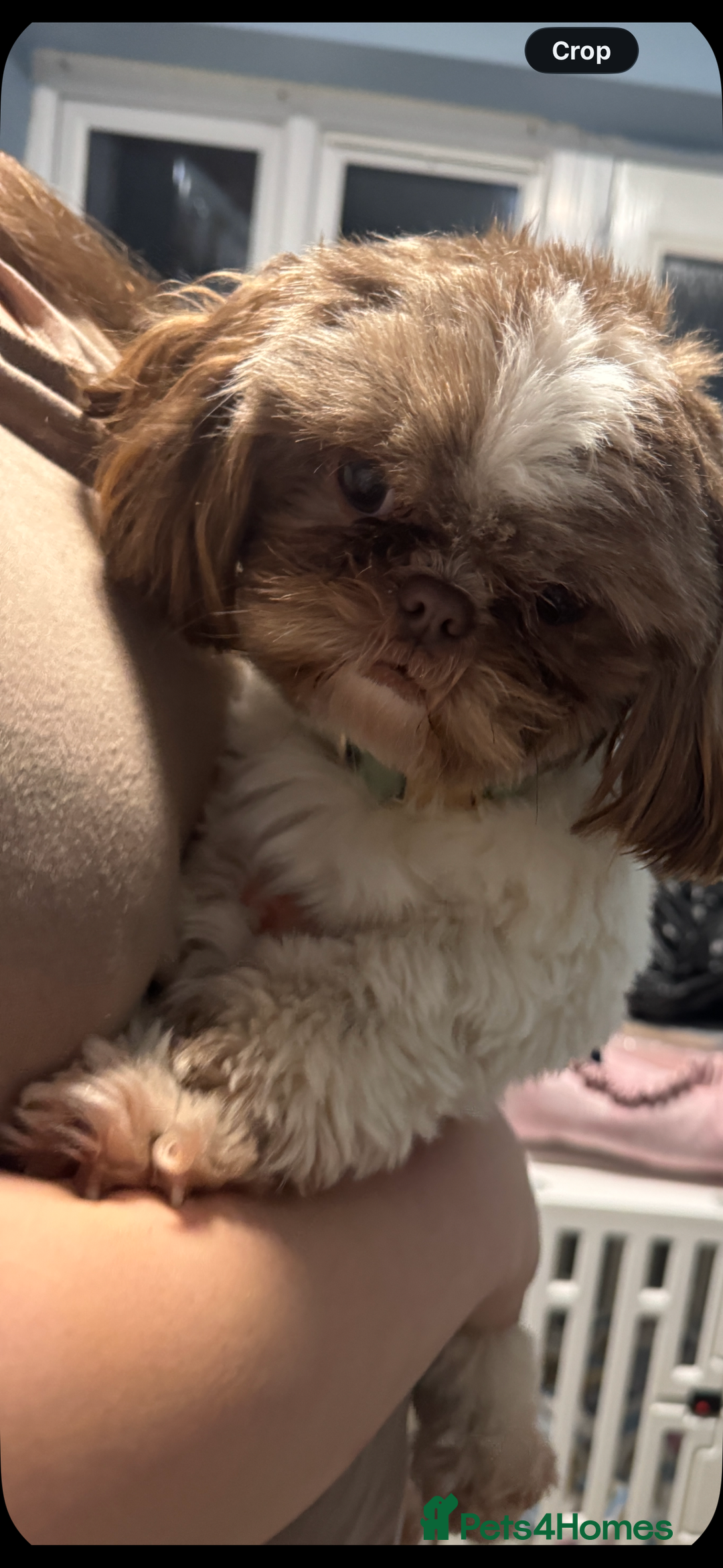 Mixed Breed dogs for sale: Lovely girl Elsie looking for home - Advert 7