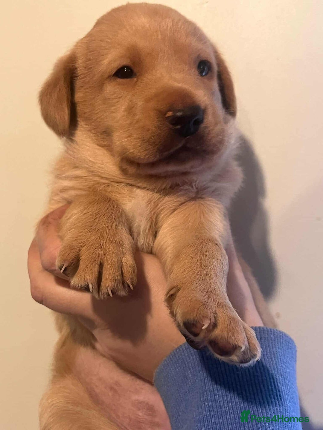 Labrador Retriever dogs for sale: Working Pedigree Yellow Lab pups champion lines - Advert 6