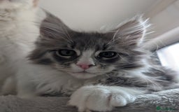 Maine Coon cats for sale: Maine Coon Kittens GCCF - Image 14