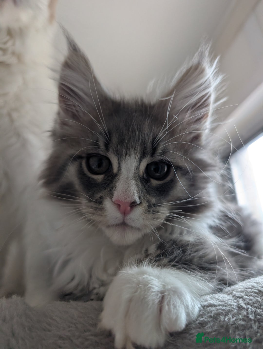 Maine Coon cats for sale: Maine Coon Kittens GCCF - Image 14