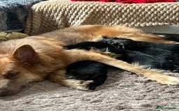 German Shepherd dogs for sale: 🏆quality KC registered long haired GSD pups🏆 - Image 15