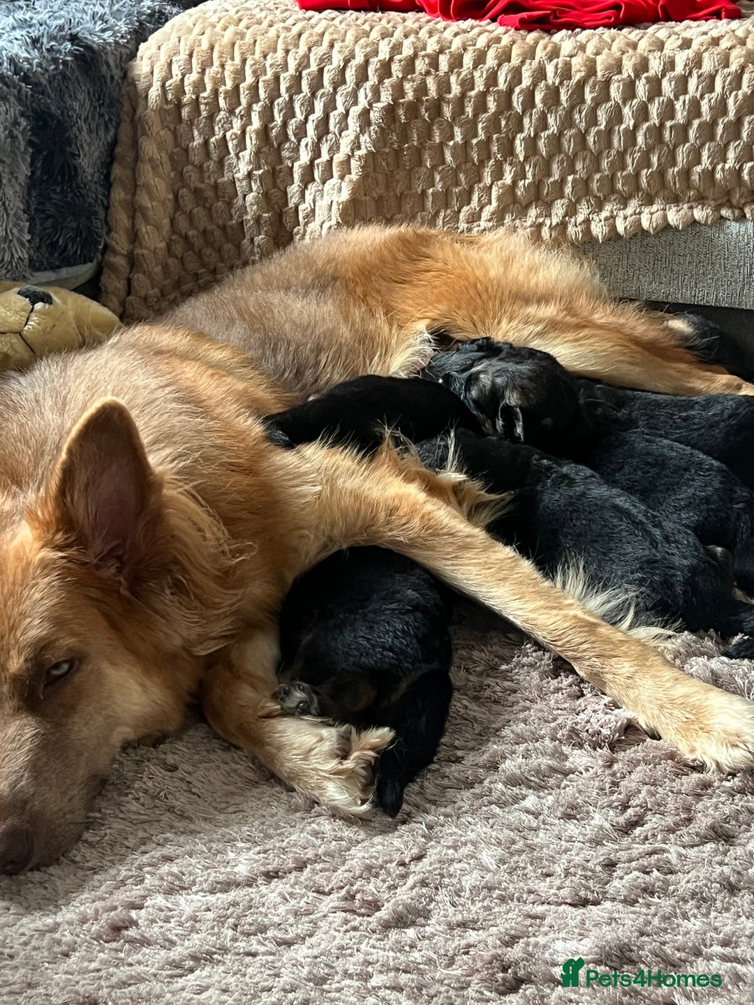 German Shepherd dogs for sale: 🏆quality KC registered long haired GSD pups🏆 - Image 15