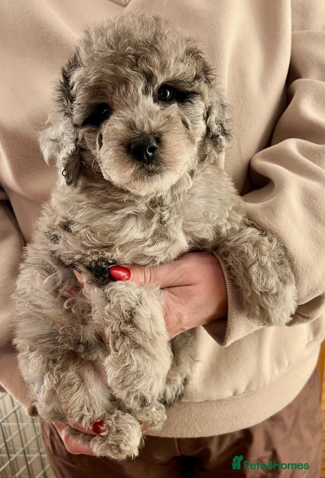 Labradoodle dogs for sale: F1b Labradoodles, Miniature Health tested parents - Advert 6