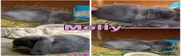 Mini Lop rabbits for sale: 6 Pure Mini Lops 🩶 Leave 25th July  - Advert 22