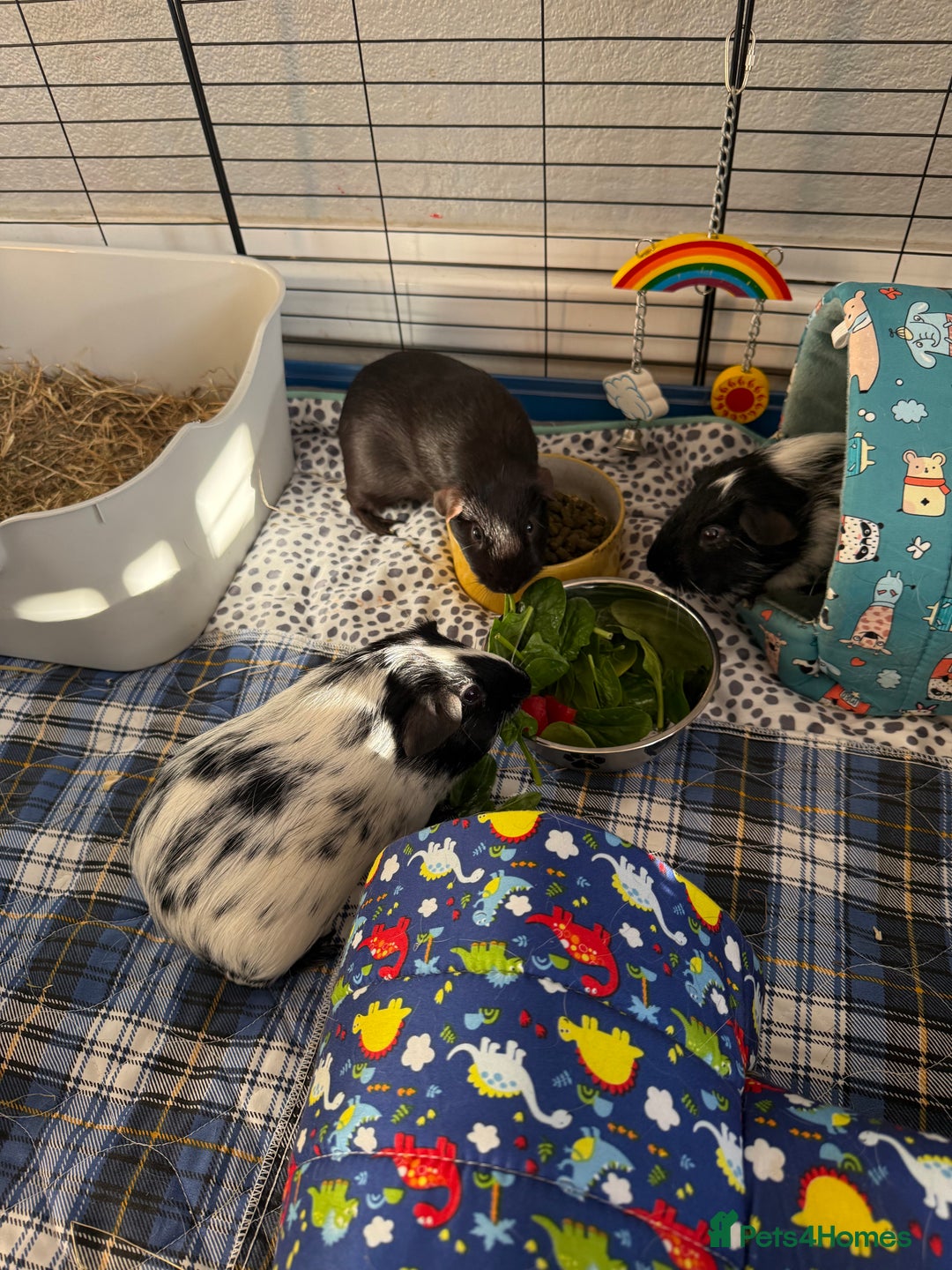 Guinea Pig rodents for sale: Male guinea pig  - Image 5