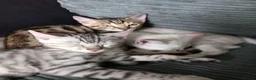 Bengal cats for sale: ✨Bengal Kittens Ready For Their Forever Homes✨ - Advert 10