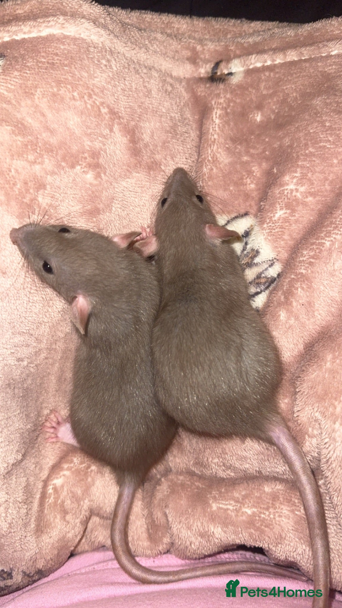 Rat rodents 2 dumbo female rats  - Advert 15