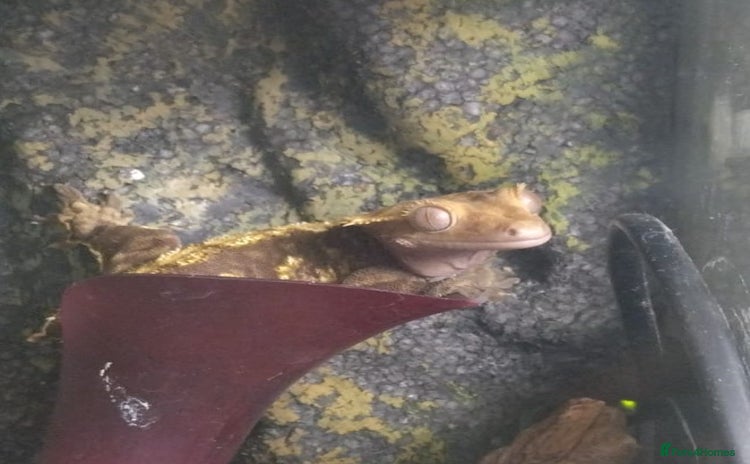 Gecko reptiles - Advert 1