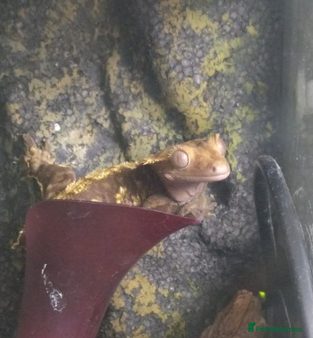 Gecko reptiles for sale: Tailless Crested Gecko with terrarium and extras - Image 1