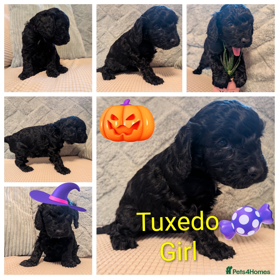 Cockapoo dogs for sale: F2b cockapoo Puppies (all females) - Image 9