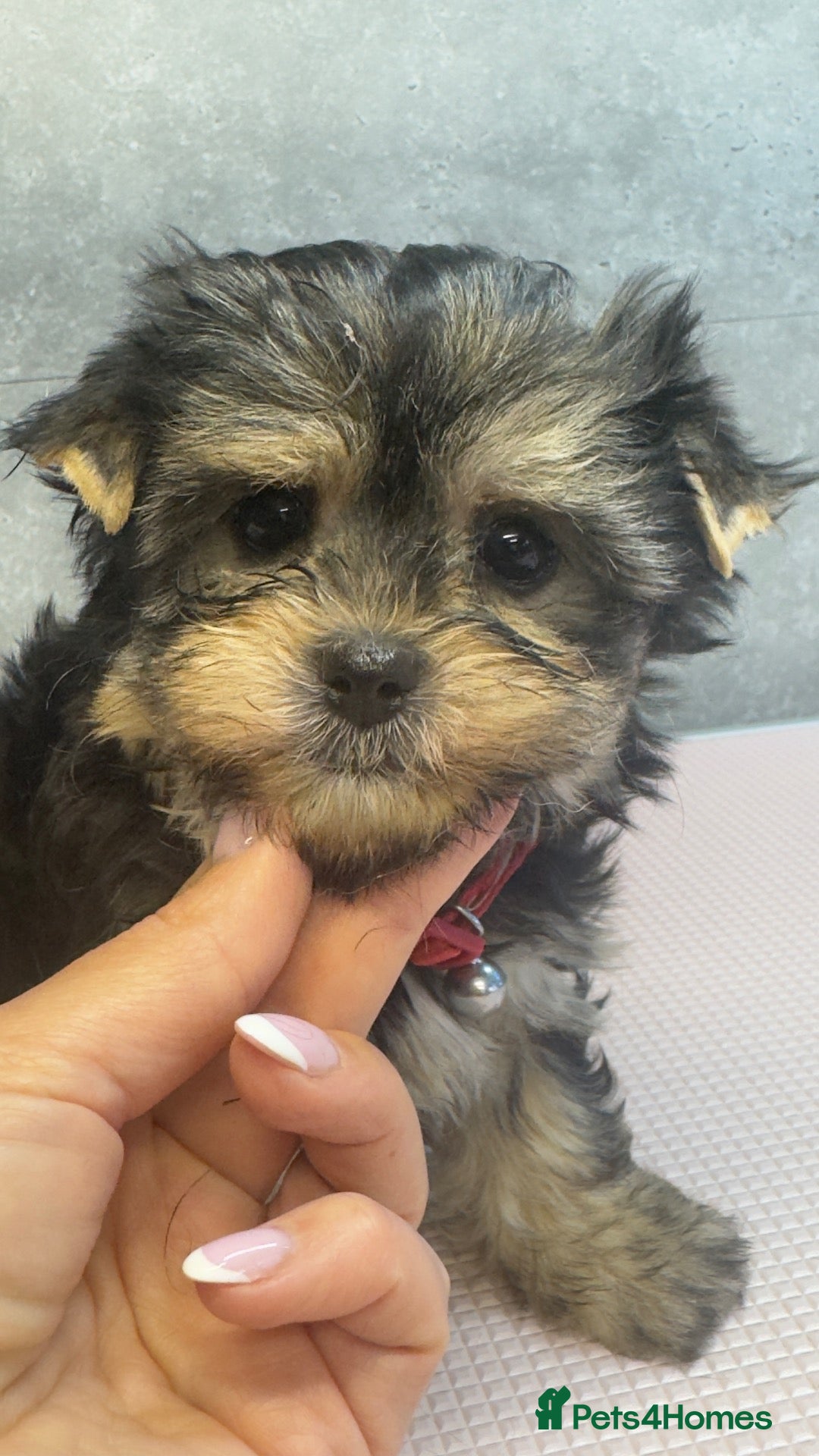 Morkie dogs Yorky x Maltize - Advert 2